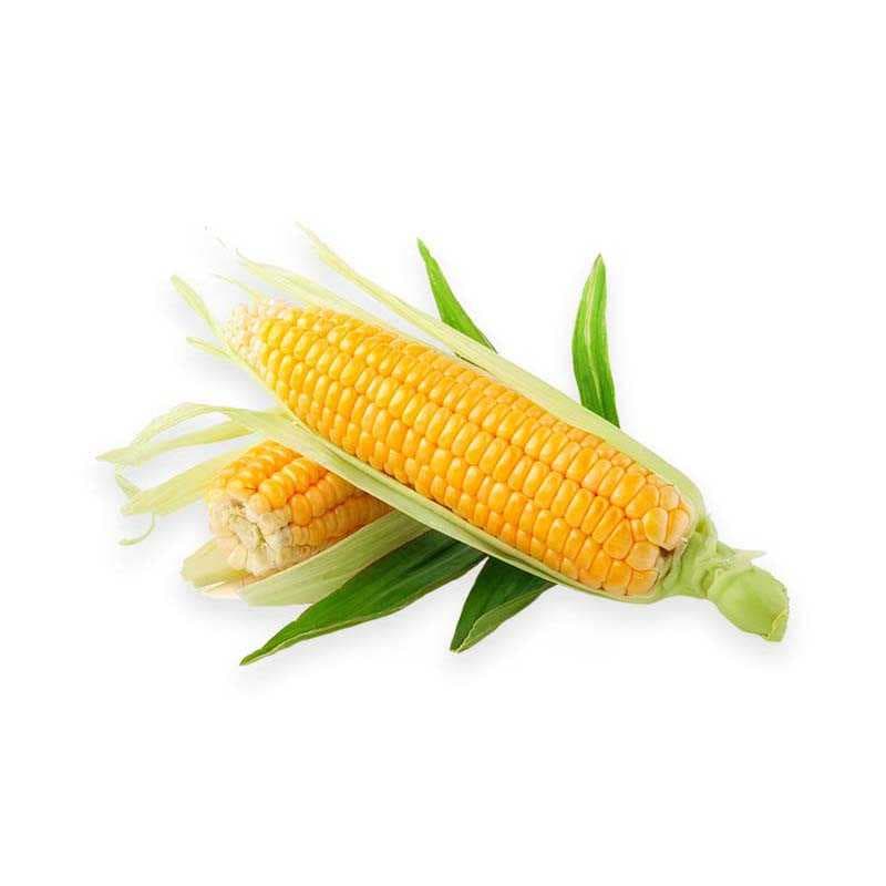 Mexico corn